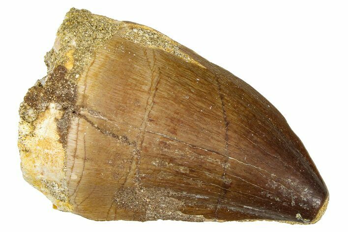 Fossil Mosasaur (Thalassotitan) Tooth - Morocco #374591